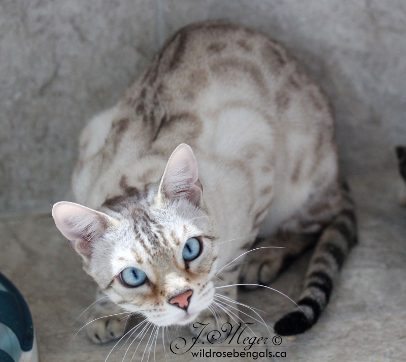 grey bengal cat for sale