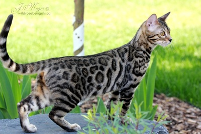 brown spotted bengal