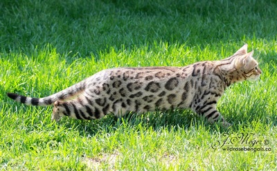 Brown Spotted Bengal