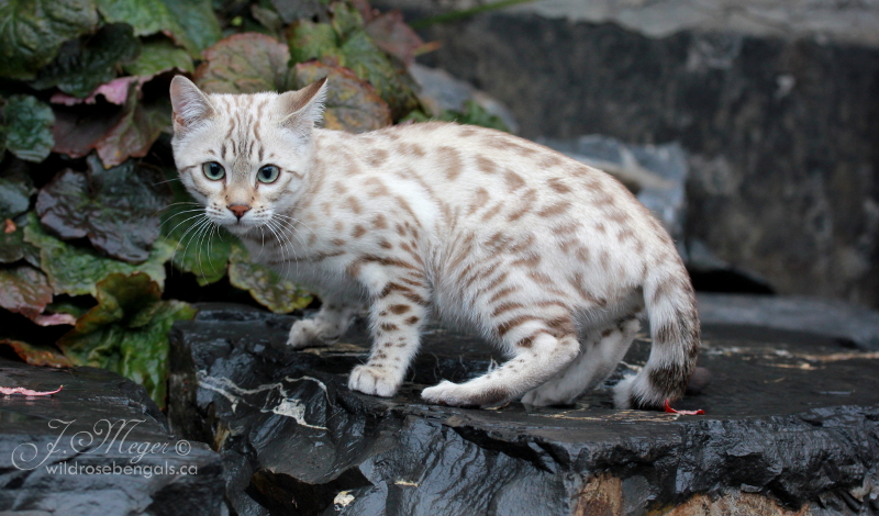 white spotted bengal cat