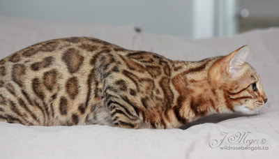 Brown spotted Bengal
