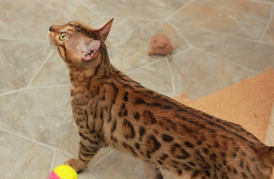 Brown spotted Bengal